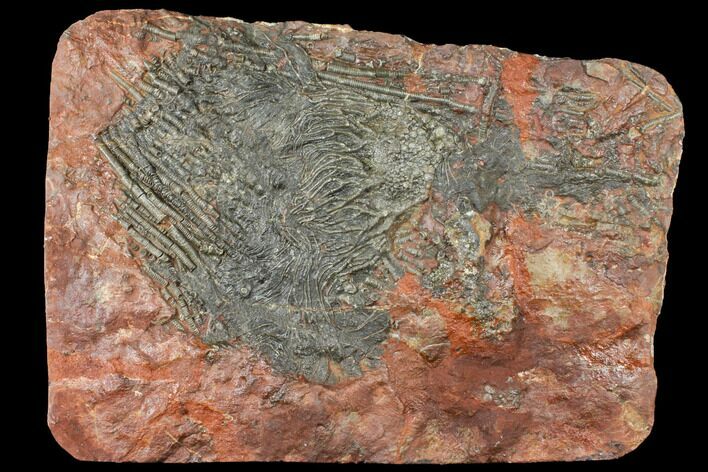 Silurian Fossil Crinoid (Scyphocrinites) Plate - Morocco #134247